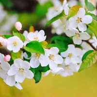 淡雅清新的花朵头像图片第1张