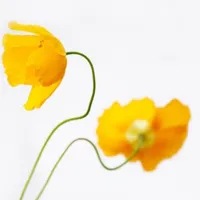 个性的花卉简约素雅的花朵头像图片第1张