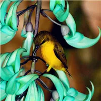 好看珍贵飞鸟头像图片第1张