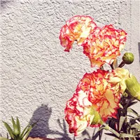 漂亮的康乃馨头像第1张