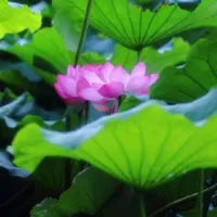 美丽的荷花头像图片第1张