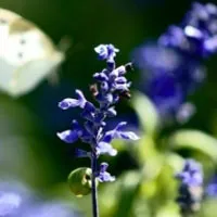 花卉唯美的自然花朵QQ头像图片第1张