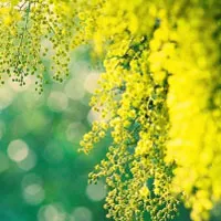 好看唯美清新的花朵风景头像图片第1张