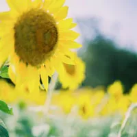 花卉向日葵唯美头像图片第1张