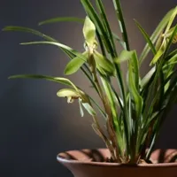 春兰植物头像图片第1张