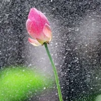 唯美花卉优美的花朵荷花头像图片精选第1张