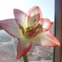 花卉朱顶红花朵头像图片第1张