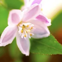 花卉自然淡雅的花朵QQ头像图片第1张