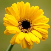 高清花卉自然好看的花朵头像图片第1张