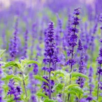 唯美花卉自然优美的花朵头像图片第1张