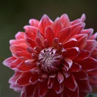 好看艳丽花卉大丽花唯美头像图片第1张