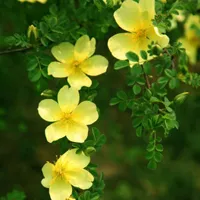 花卉简约风景高清头像图片第1张