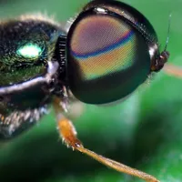 微距下的苍蝇高清QQ头像图片大全第1张