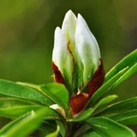 花卉图片杜鹃花花朵头像图片第1张