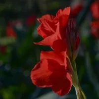 花卉图片美人蕉花朵头像第1张