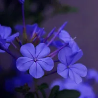 花儿是最美的花卉图片迷你花朵头像图片第1张