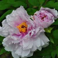 最艳丽的花卉图片牡丹花朵头像图片第1张