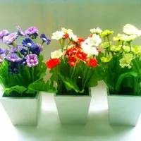 清新好看的室内花卉植物头像图片第1张