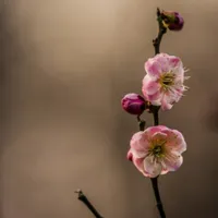 花卉图片自然淡雅的花朵头像第1张