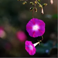 花卉图片安静唯美的花卉高清头像图片大全第1张