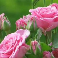 好看花卉图片头像第1张