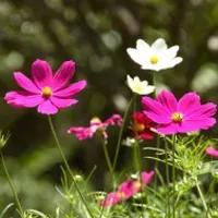 大自然好看的花朵头像图片第1张