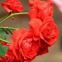 花卉图片大自然美丽的花朵头像图片第1张