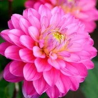 花卉图片大自然秋天的花朵头像图片第1张