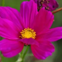 好看花卉格桑花花朵头像图片第1张