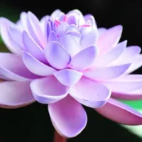 花卉图片荷花花卉头像图片第1张