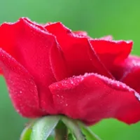 花卉图片红玫瑰花朵头像图片第1张