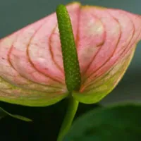 花卉红掌花朵图片头像第1张