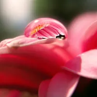 花卉花朵露珠特写唯美图片头像精选的第1张