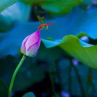 简单又好看的荷花头像图片第1张