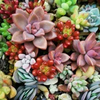 多肉可爱植物头像图片第1张