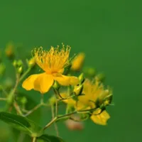 花卉金丝桃花花朵头像图片高清的第1张