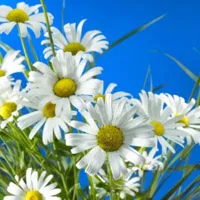 花卉可爱的小雏菊花朵头像图片第1张