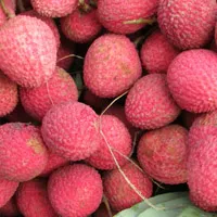 水果荔枝图片头像第1张