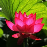 花卉莲花花卉头像图片第1张