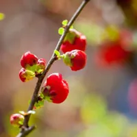 高清花卉美丽的花苞头像图片第1张
