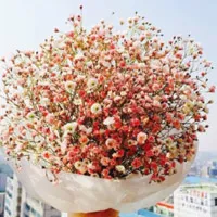 花卉满天星唯美图片头像第1张