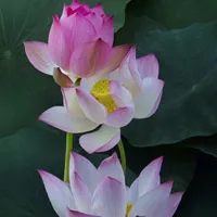 好看花卉美丽的莲花头像图片第1张