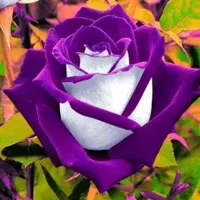 好看花卉美丽的花朵头像图片第1张