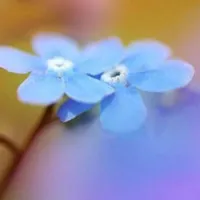 花卉美丽自然的花朵高清头像图片第1张