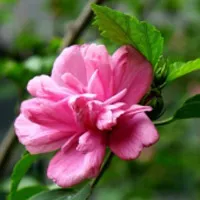 花卉木槿花花朵头像图片第1张