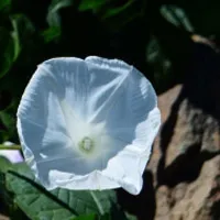 花卉牵牛花头像图片第1张