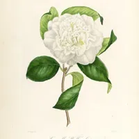 唯美手绘花卉头像第1张