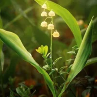 花卉盛开的花朵小清新头像图片第1张