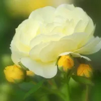 好看素雅美丽的花朵头像第1张