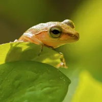 树蛙图片唯美图片头像第1张